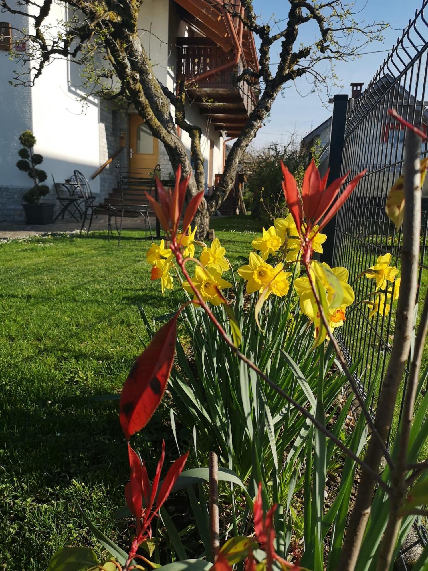Apartmaji Volf Zgornje Gorje Buitenkant foto